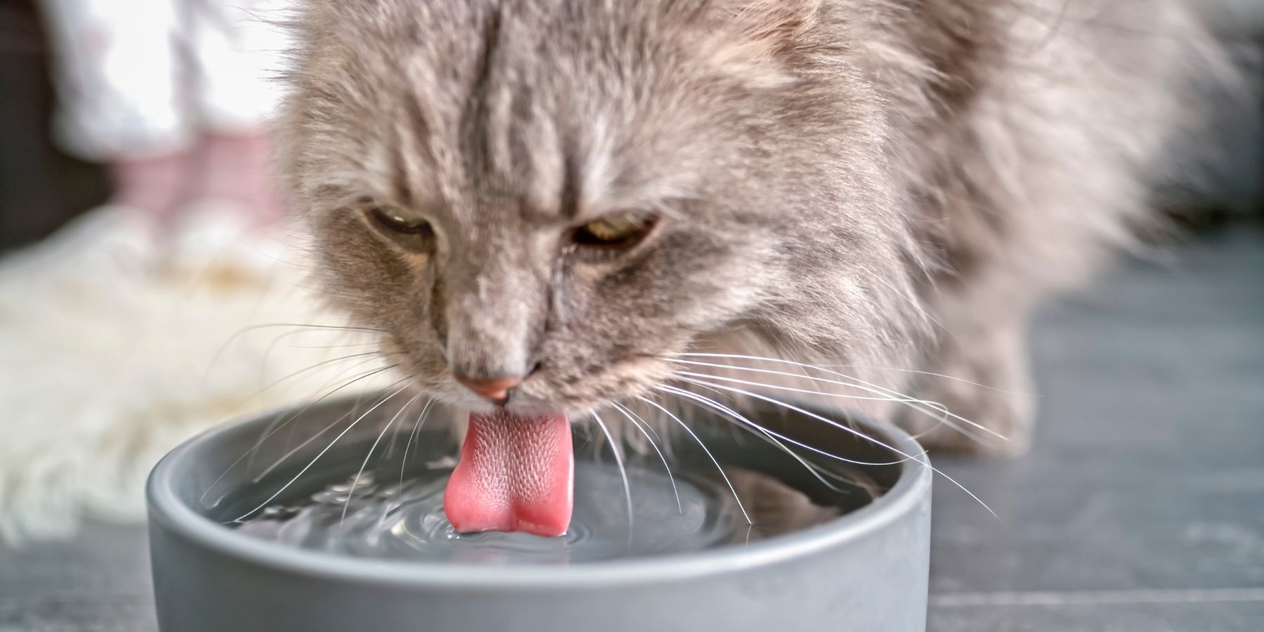 Cat Not Drinking: How To Prevent Dehydration